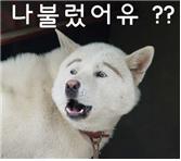 %EB%A9%8D%EB%A9%8D%EC%9D%B4.jpg